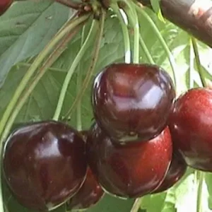 СЮБАРОВСКАЯ