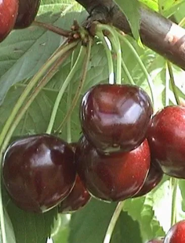 СЮБАРОВСКАЯ