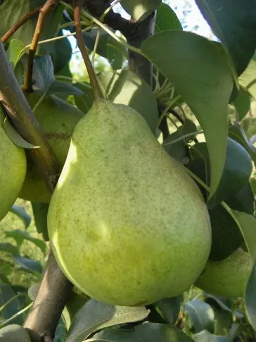 ПРОСТО МАРИЯ