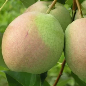 десертная россошанская