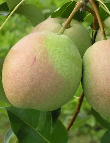 десертная россошанская