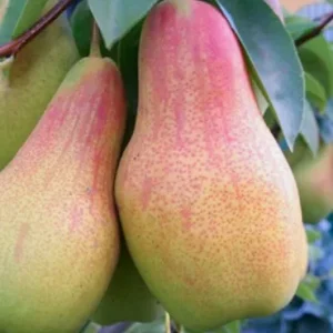 ТАЛГАРСКАЯ КРАСАВИЦА