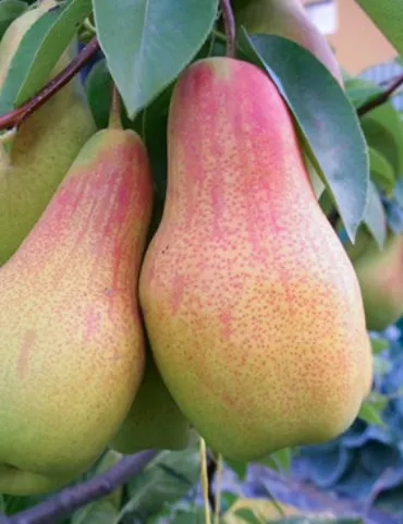 ТАЛГАРСКАЯ КРАСАВИЦА