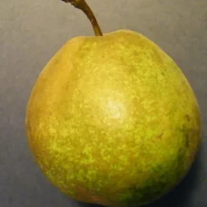 платоновская