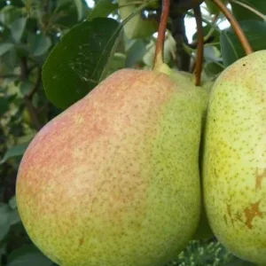 тютчевская