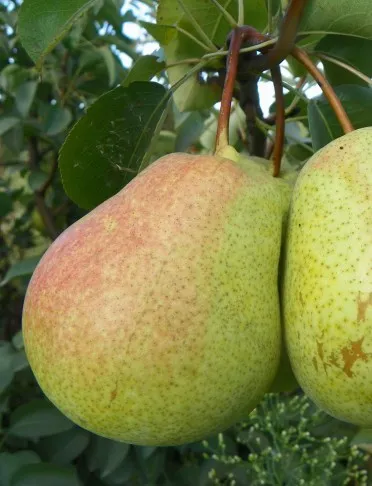 тютчевская