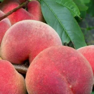 НОВОСЕЛКОВСКИЙ