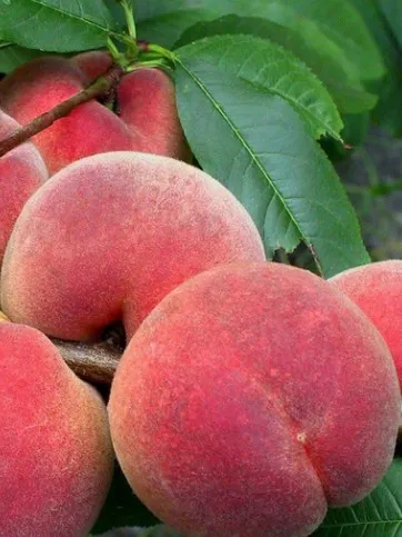 НОВОСЕЛКОВСКИЙ