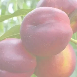 НЕКТАРИН ХАРКО