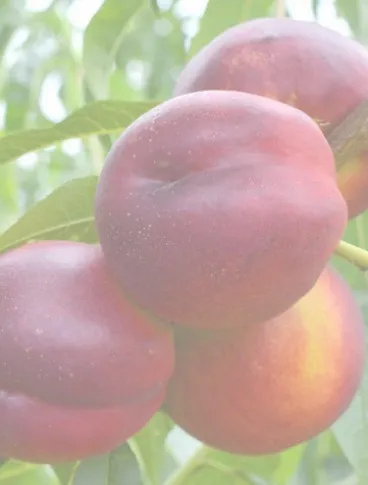 НЕКТАРИН ХАРКО