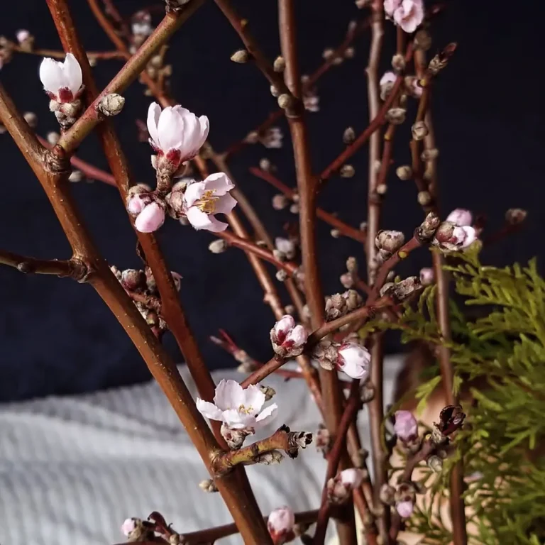 Приемы обрезки деревьев