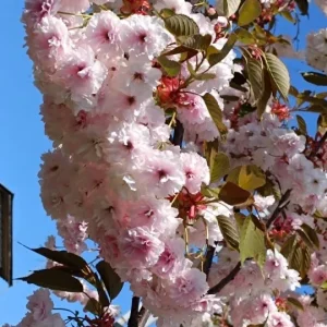 РОЯЛ БУРГУНД