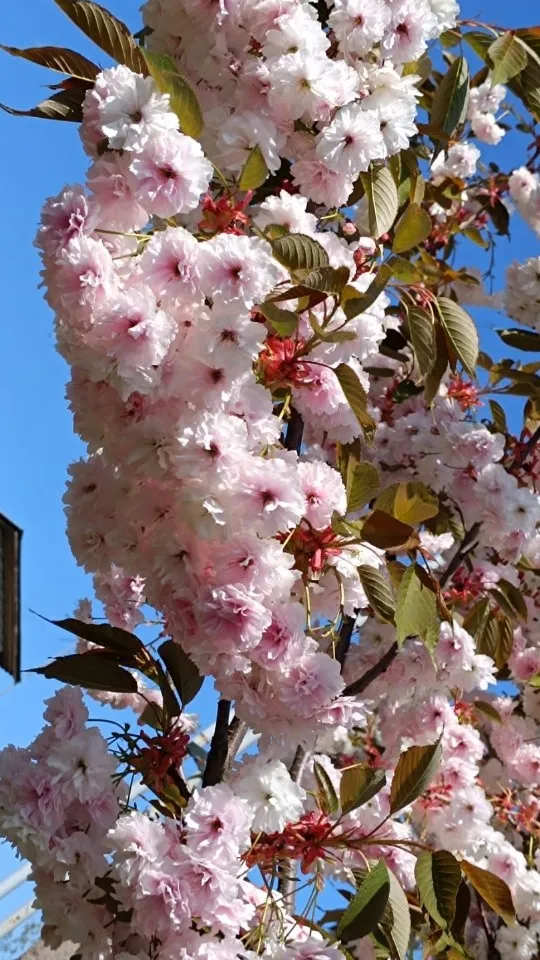 РОЯЛ БУРГУНД