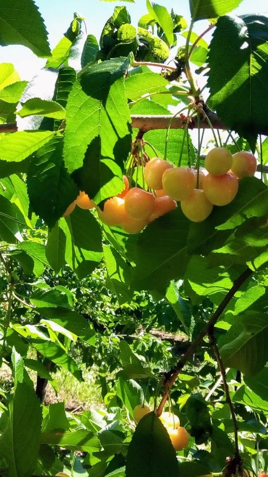 Саженцы плодовых деревьев