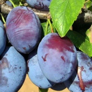 ВЕНГЕРКА БЕЛОРУССКАЯ