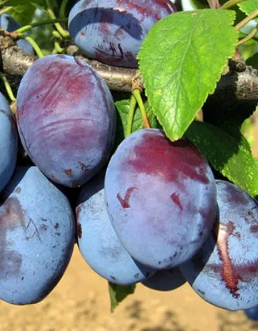 ВЕНГЕРКА БЕЛОРУССКАЯ