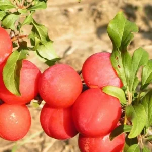 скороплодная