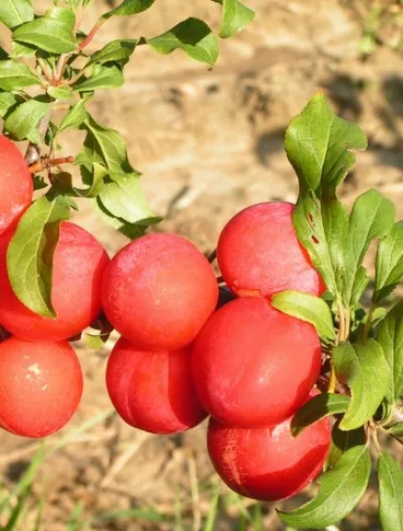 скороплодная