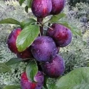 КОЛОННОВИДНАЯ (БЛЮ СВИТ)