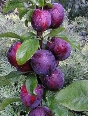 КОЛОННОВИДНАЯ (БЛЮ СВИТ)