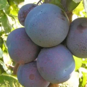 НАГРАДА НЕМАНСКАЯ