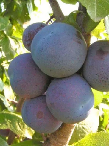 НАГРАДА НЕМАНСКАЯ