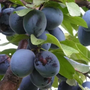 чачанска лепотица