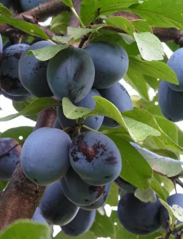 чачанска лепотица