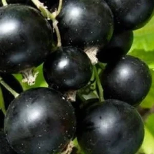 ЧЕРНАЯ ЮБИЛЕЙ КОПАНЯ