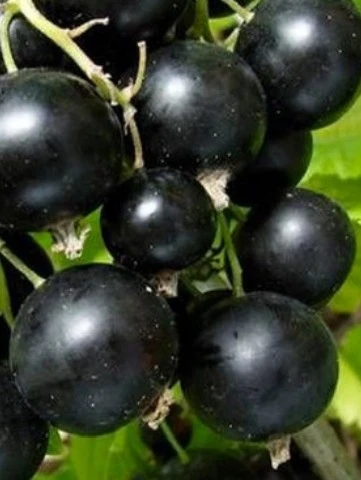 ЧЕРНАЯ ЮБИЛЕЙ КОПАНЯ