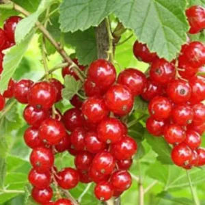 КРАСНАЯ ЙОНКЕР ВАН ТЕЦ