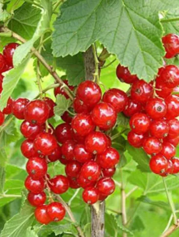 КРАСНАЯ ЙОНКЕР ВАН ТЕЦ