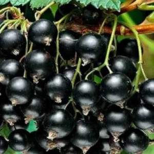 ЧЕРНАЯ ЖУРАВУШКА