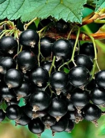 ЧЕРНАЯ ЖУРАВУШКА