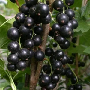 ЧЕРНАЯ БИГ БЕН