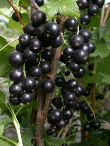 ЧЕРНАЯ БИГ БЕН