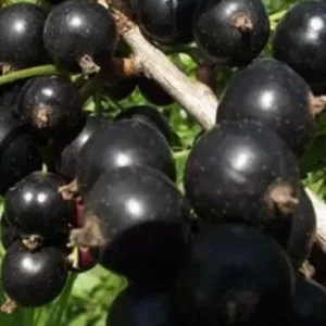 ЧЕРНАЯ ГЕРКУЛЕС