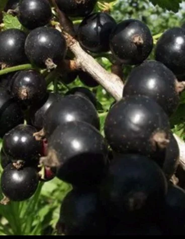 ЧЕРНАЯ ГЕРКУЛЕС