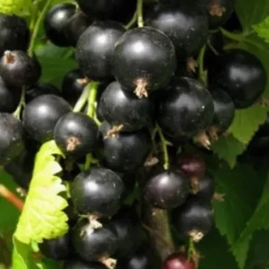 ЧЕРНАЯ СЕЛЕЧЕНСКАЯ 2