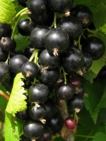 ЧЕРНАЯ СЕЛЕЧЕНСКАЯ 2