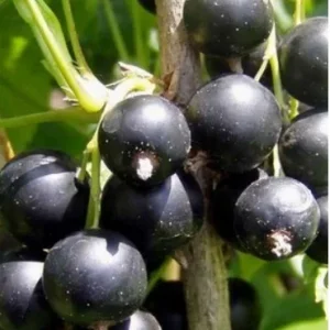 ЧЕРНАЯ НЕСТЕР КОЗИН