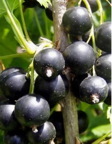 ЧЕРНАЯ НЕСТЕР КОЗИН