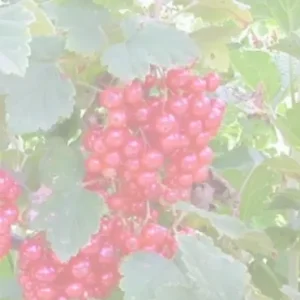 КРАСНАЯ АНДРЕЙЧЕНКО