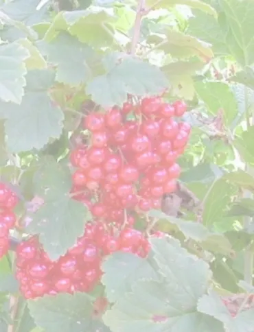 КРАСНАЯ АНДРЕЙЧЕНКО