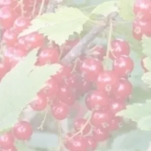 КРАСНАЯ НАТАЛИ