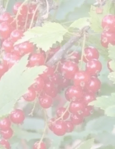 КРАСНАЯ НАТАЛИ