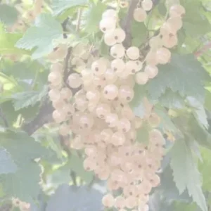 БЕЛАЯ СМОЛЬЯНИНОВСКАЯ