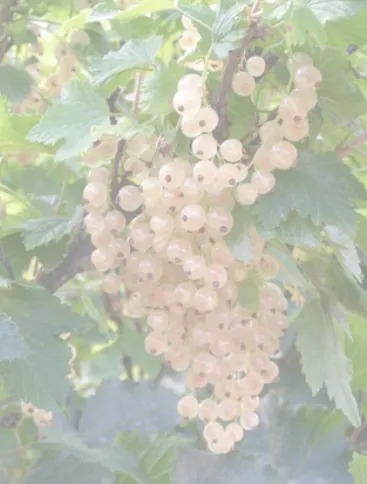 БЕЛАЯ СМОЛЬЯНИНОВСКАЯ