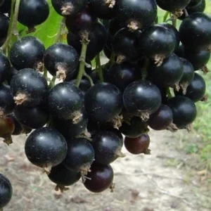 ЧЕРНАЯ ВАСИЛИСА