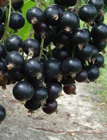 ЧЕРНАЯ ВАСИЛИСА